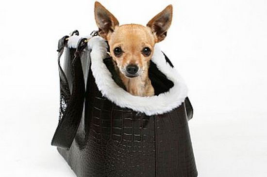 make-holiday-travel-arrangements-pets